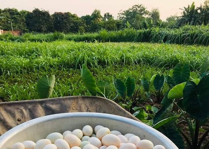 Kế hoạch hành động thực hiện Chiến lược quốc gia về tăng trưởng xanh giai đoạn 2021-2030