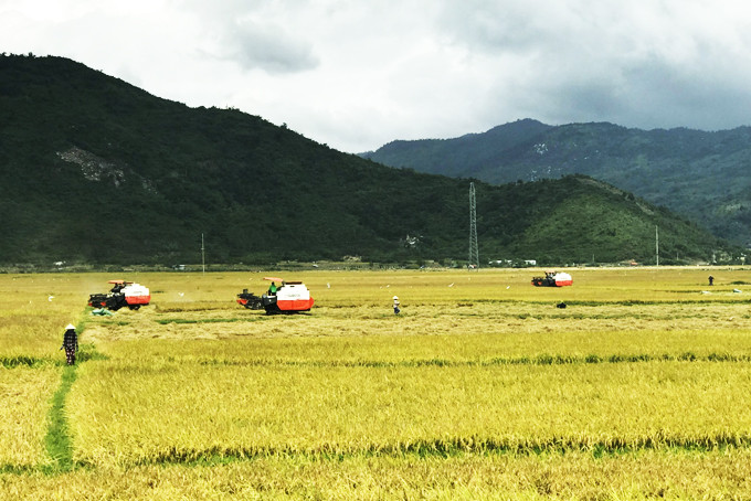 Khánh Hoà được phép chuyển mục đích sử dụng đất trồng lúa dưới 500ha