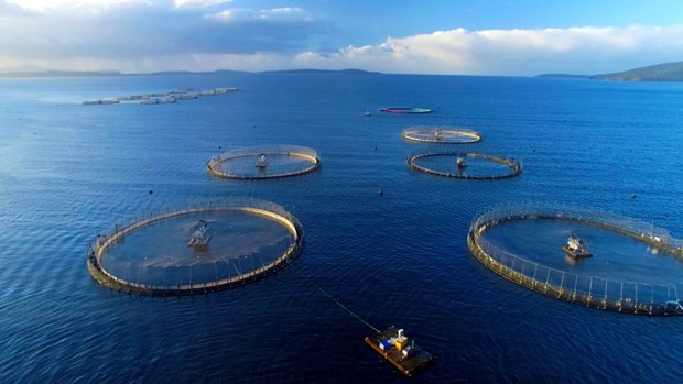 Vietnam eyes US$1 billion from seaculture product exports by 2025