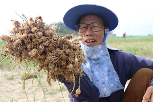 'Garlic Kingdom' suffers massive decline in yields