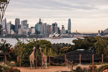 Bay thẳng Bamboo Airways, khám phá thiên đường động vật hoang dã tại Sydney nước Úc