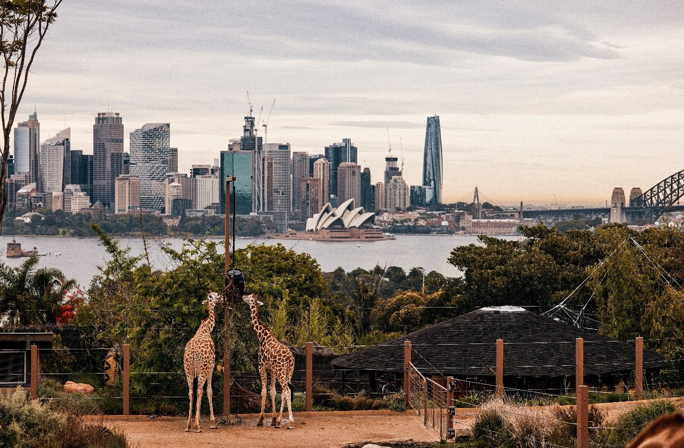 Bay thẳng Bamboo Airways, khám phá thiên đường động vật hoang dã Sydney nước Úc