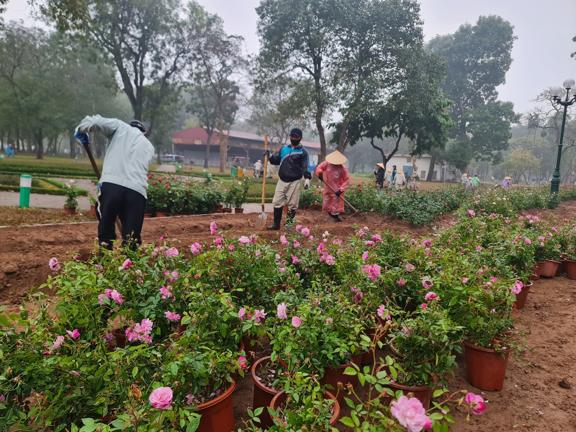 Over 10,000 rose trees to replace fence at Hanoi park