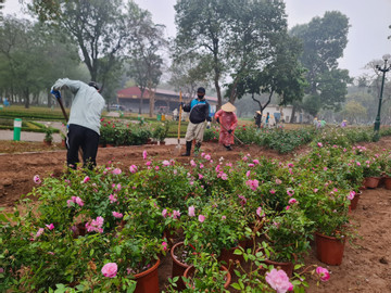 Over 10,000 rose trees to replace fence at Hanoi park
