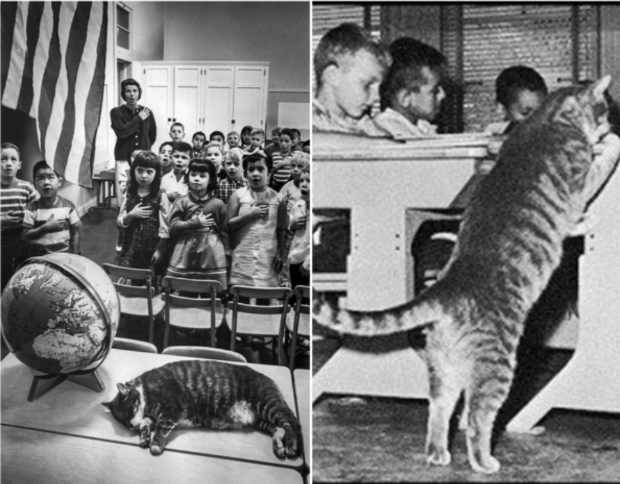 Chuyện khó tin nhất ở trường học: chú mèo đến lớp còn đều đặn hơn cả học sinh