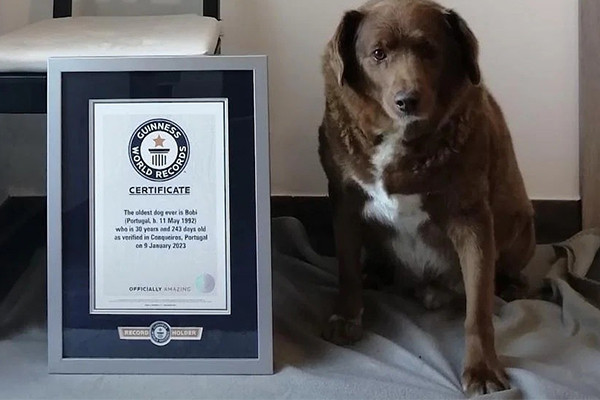 Chú chó phá kỷ lục thế giới