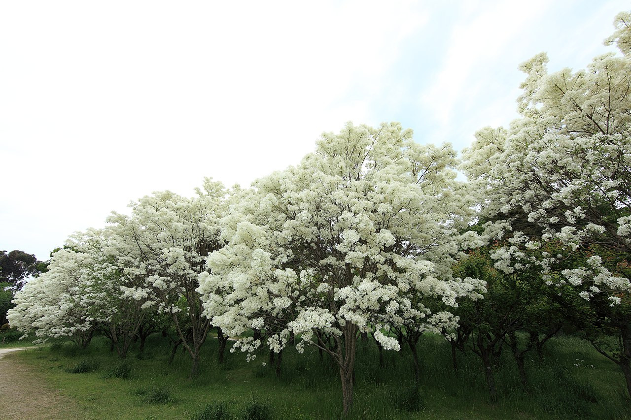 chionanthus retusus chinese fringetree 3 1031