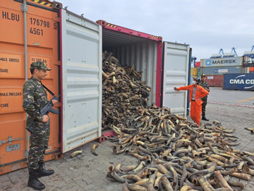 Thu giữ thêm 130 kg ngà voi châu Phi nhập lậu về cảng Hải Phòng