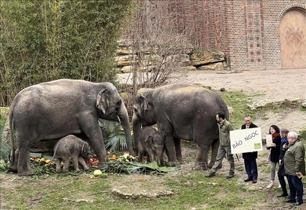 Baby elephant Bao Ngoc - an icon of Vietnam-Germany friendship hinh anh 1