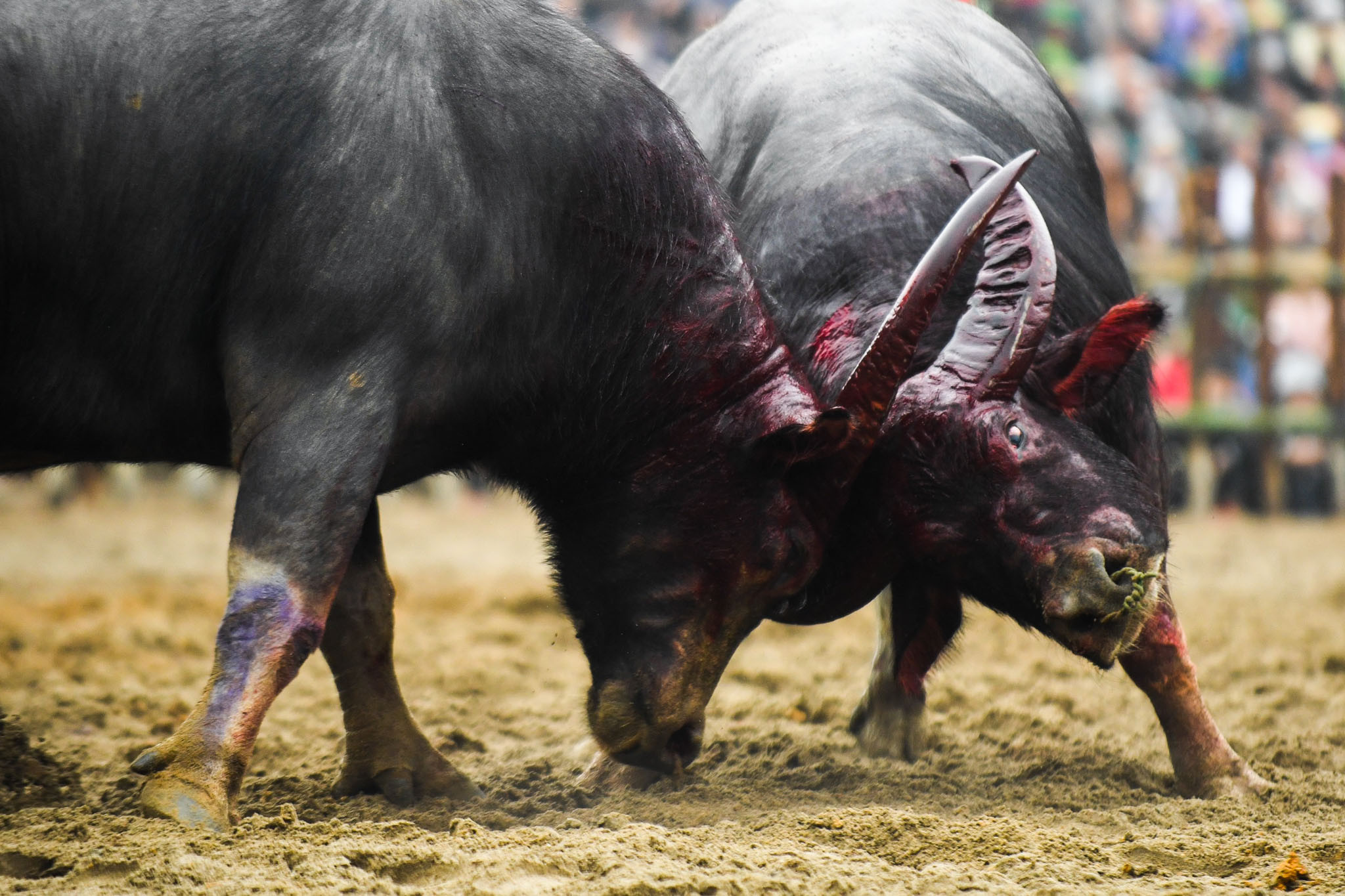 Trâu chọi vô địch tại lễ hội ở Vĩnh Phúc được xẻ thịt bán 5 triệu đồng/kg