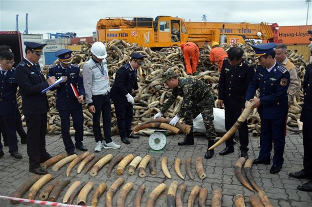 Hai Phong: More ivory seized at Lach Huyen port hinh anh 1