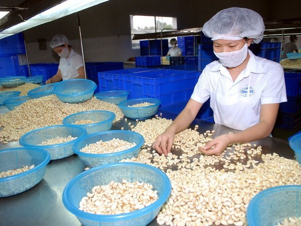 Vietnam spends US$1 billion importing cashew nuts from Cambodia