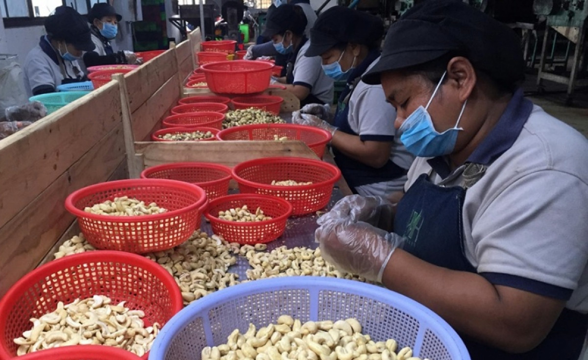 vietnam spends us 1 billion importing cashew nuts from cambodia picture 1