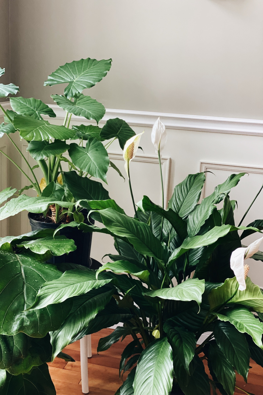 qua valentine anh 16