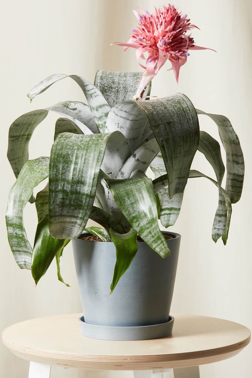 qua valentine anh 13