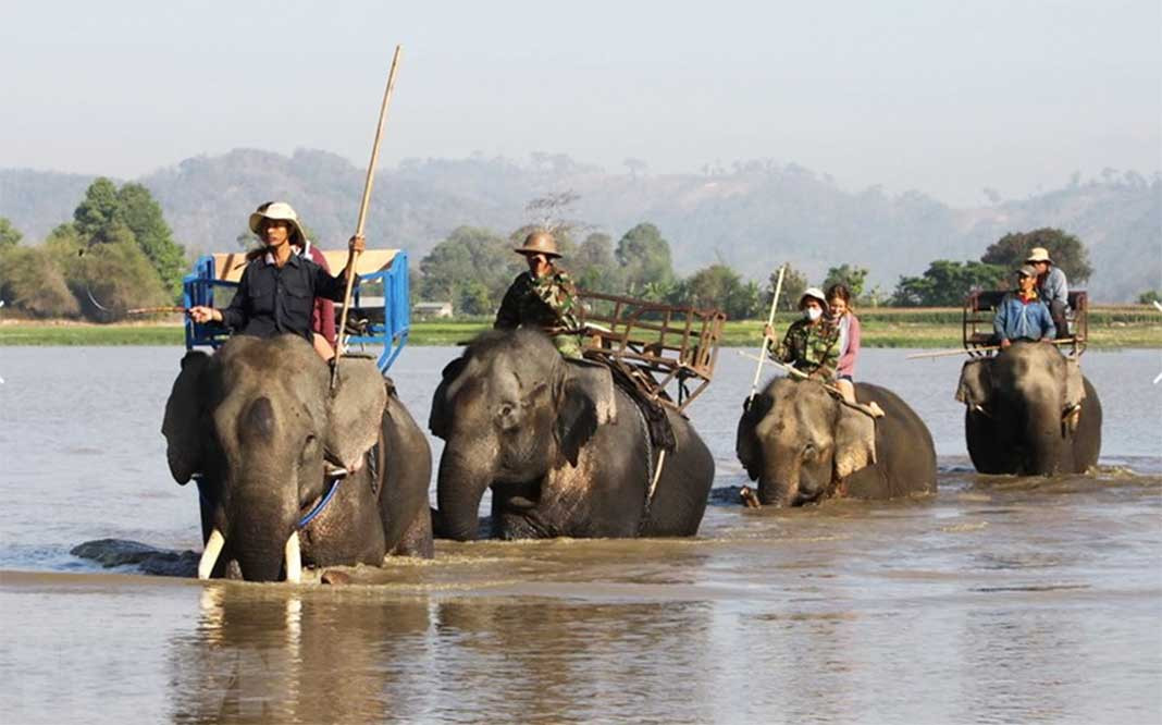 Daklak Suspends Elephant Ride Service Tomorrow