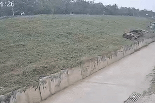 Đang đi đường cô gái bị trâu điên húc vỡ gan