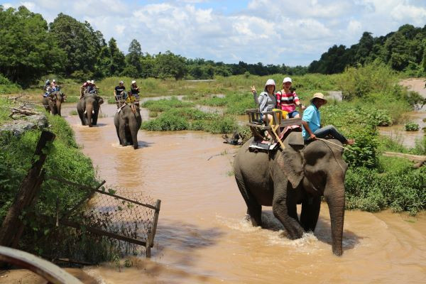 Đàn voi ở Buôn Đôn chính thức dừng cõng khách sau nhiều tranh cãi