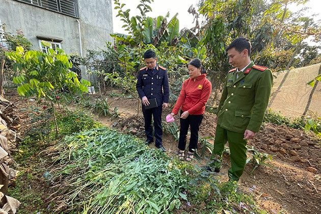 Cảnh báo trước hành vi lén trồng cây thuốc phiện xen với rau