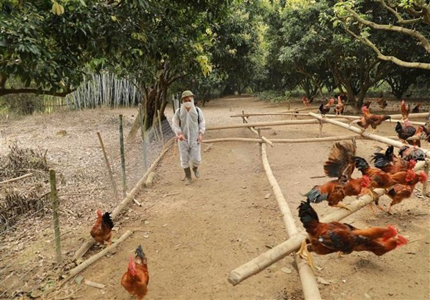 HCM City activates H5N1 bird flu response system hinh anh 1