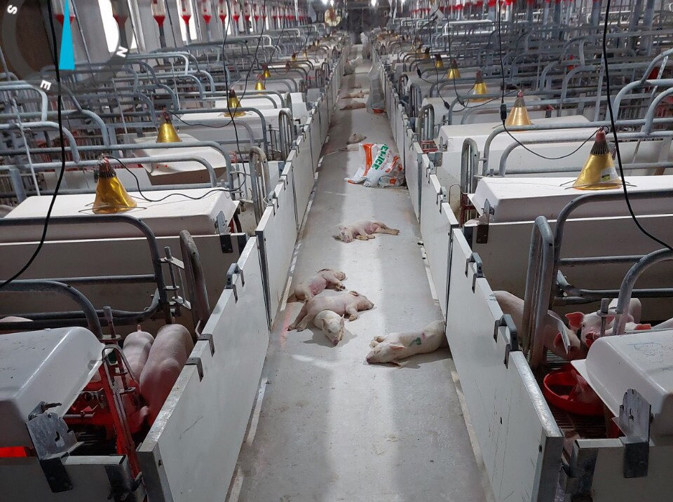 Nearly 500 pigs die of hunger following protests against farm's pollution
