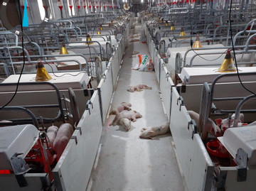 Nearly 500 pigs die of hunger following protests against farm's pollution