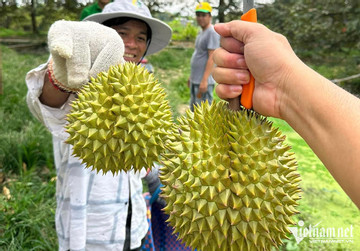 China grants additional 163 growing area codes to Vietnamese durian