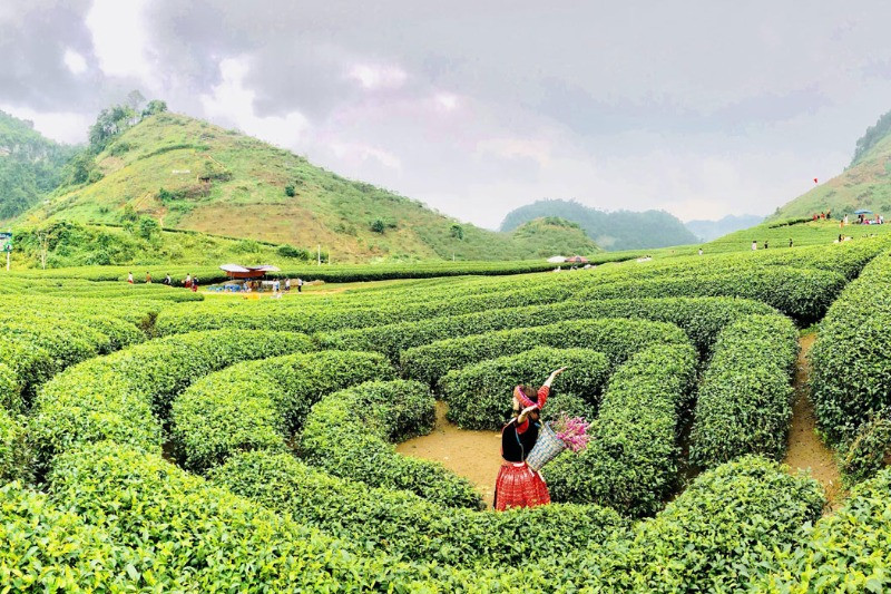 Cây chè Mộc Châu