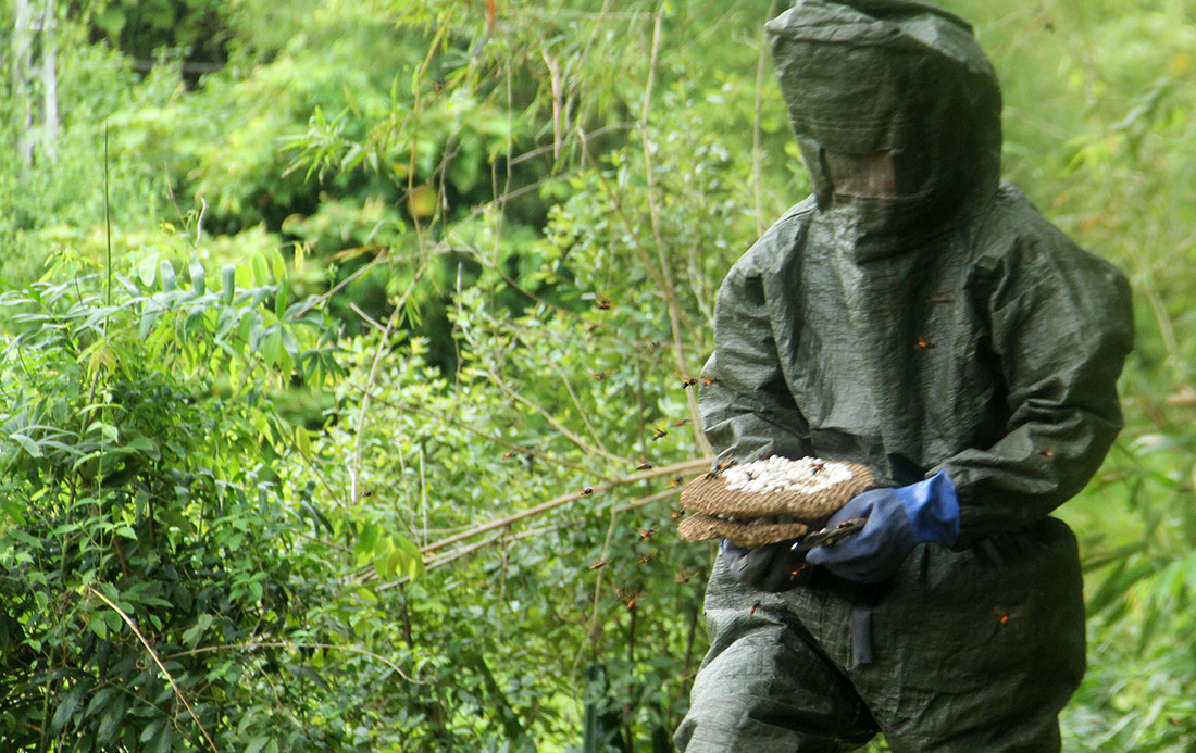 Families find hornet hives and grow bee pupae