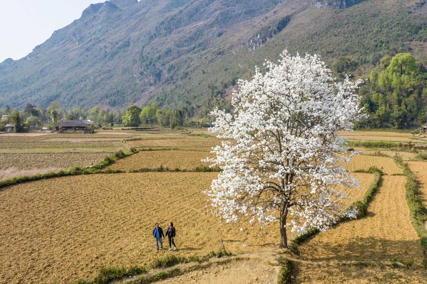 Cây mác cọt cô đơn ở Cao Bằng nở hoa trắng xóa