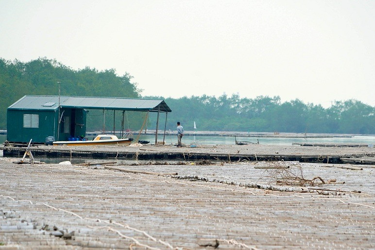 Quảng Ninh: Hơn 10km sông bị chiếm dụng nuôi hàu trái phép