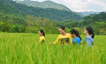 Giải pháp phát triển sản xuất nông nghiệp góp phần xây dựng NTM tại huyện Mường Lát