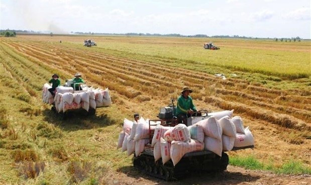 Vietnam to develop 1 million ha of low-emission high-quality rice by 2030: draft hinh anh 1