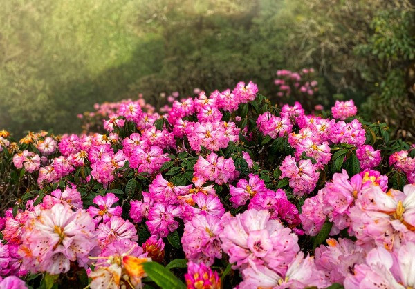 Mê mẩn khung cảnh 'nữ hoàng hoa rừng Tây Bắc' đồng loạt bung nở