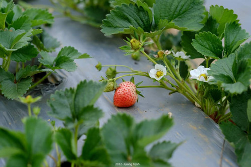 Popular farms offering strawberry picking leisure