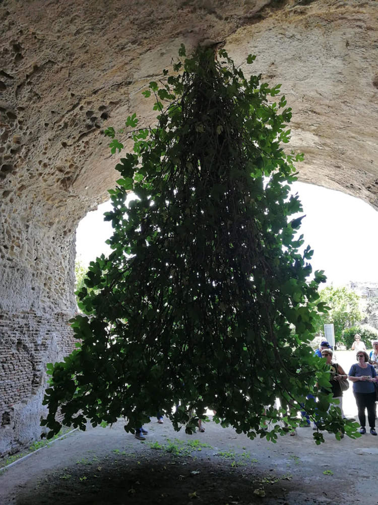 upside down fig tree 784