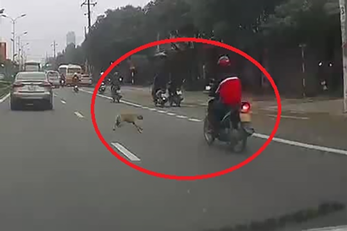Những vụ chó thả rông 'bẫy' người đi đường, gây tai nạn nghiêm trọng