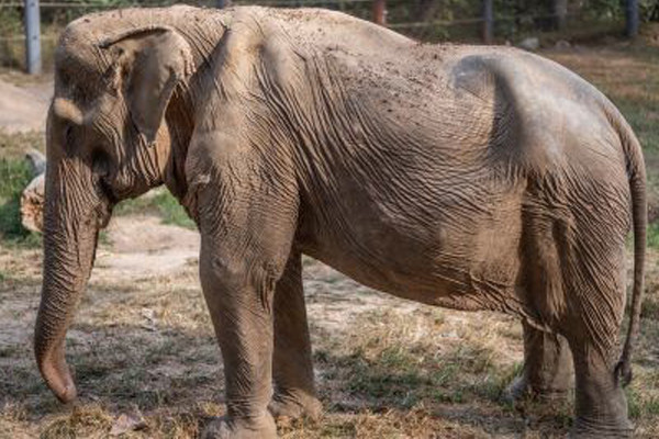 Chú voi 71 tuổi bị biến dạng cột sống nặng nề do chở khách nhiều năm
