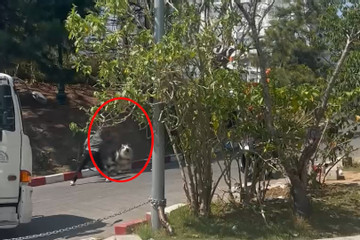 Du khách bức xúc cảnh chú chó ở Đà Lạt bị bạo hành vì không hợp tác chụp ảnh