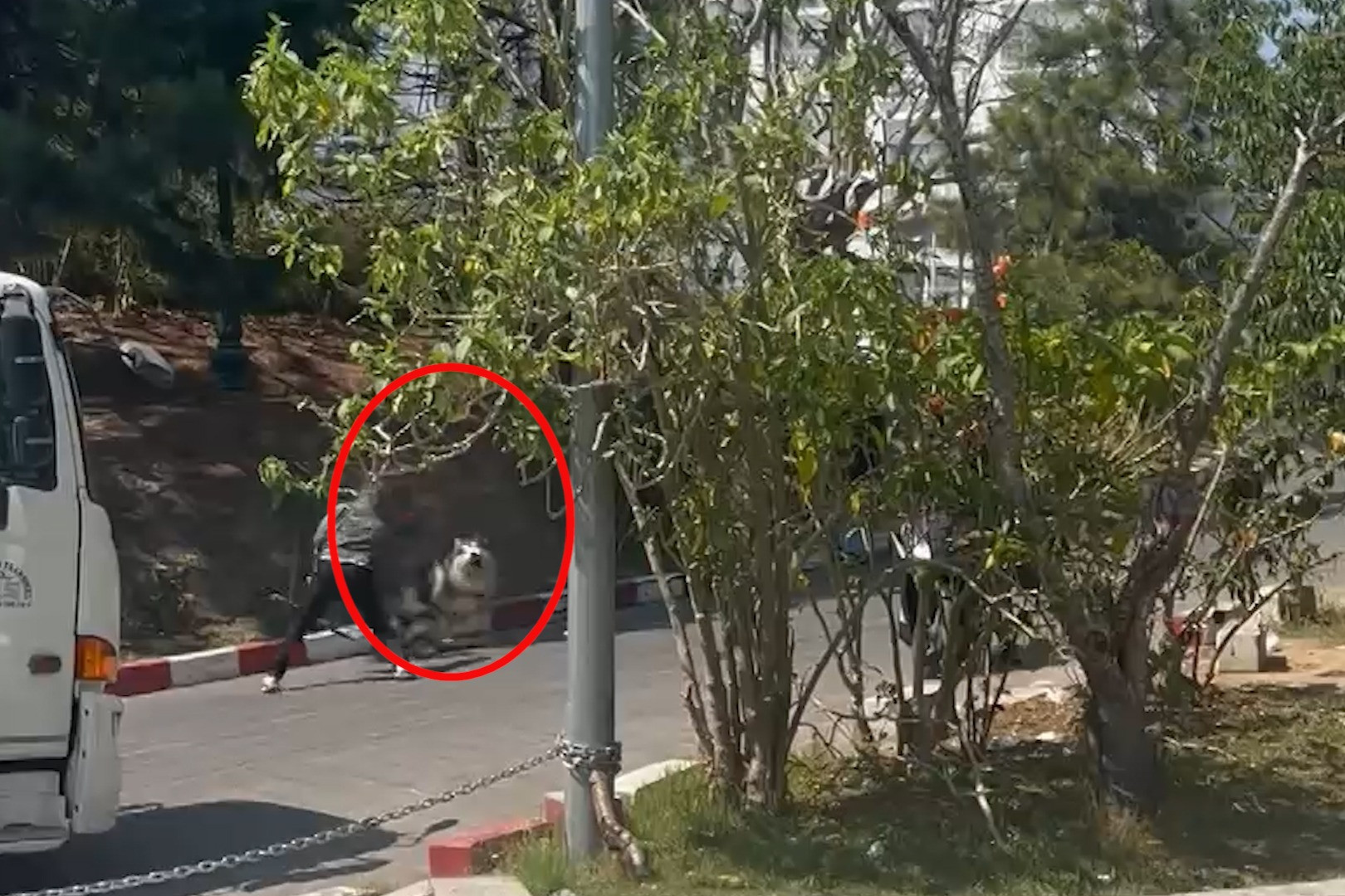 Du khách bức xúc cảnh chú chó ở Đà Lạt bị bạo hành vì không hợp tác chụp ảnh