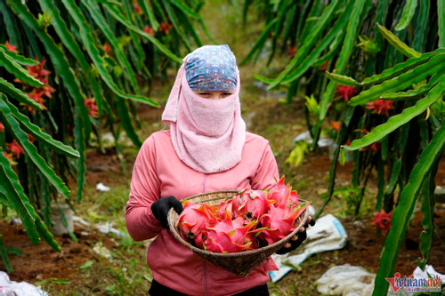Vietnam advised to diversify markets as China expands dragon fruit growing area
