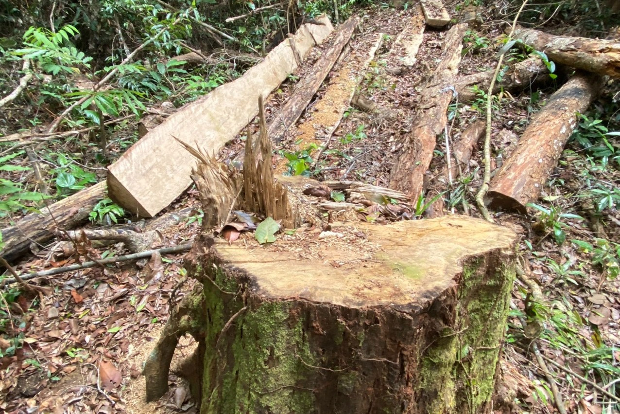 Khởi tố vụ án tàn phá rừng già Sơ Pai