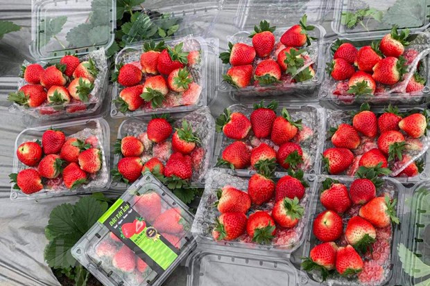 Nguoi tieu dung Thu do can tinh tao truoc cac loai dau tay gia re hinh anh 1