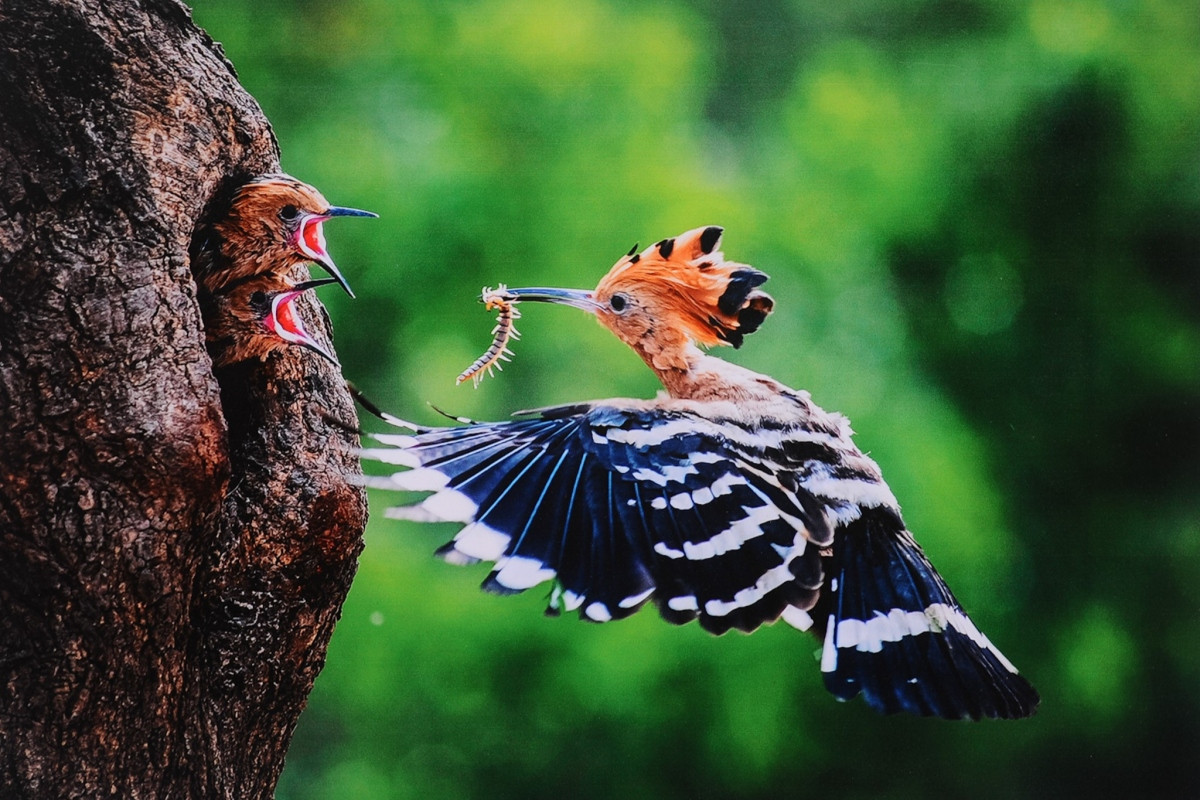 local pieces of work at international art photo contest exhibited in hanoi picture 5