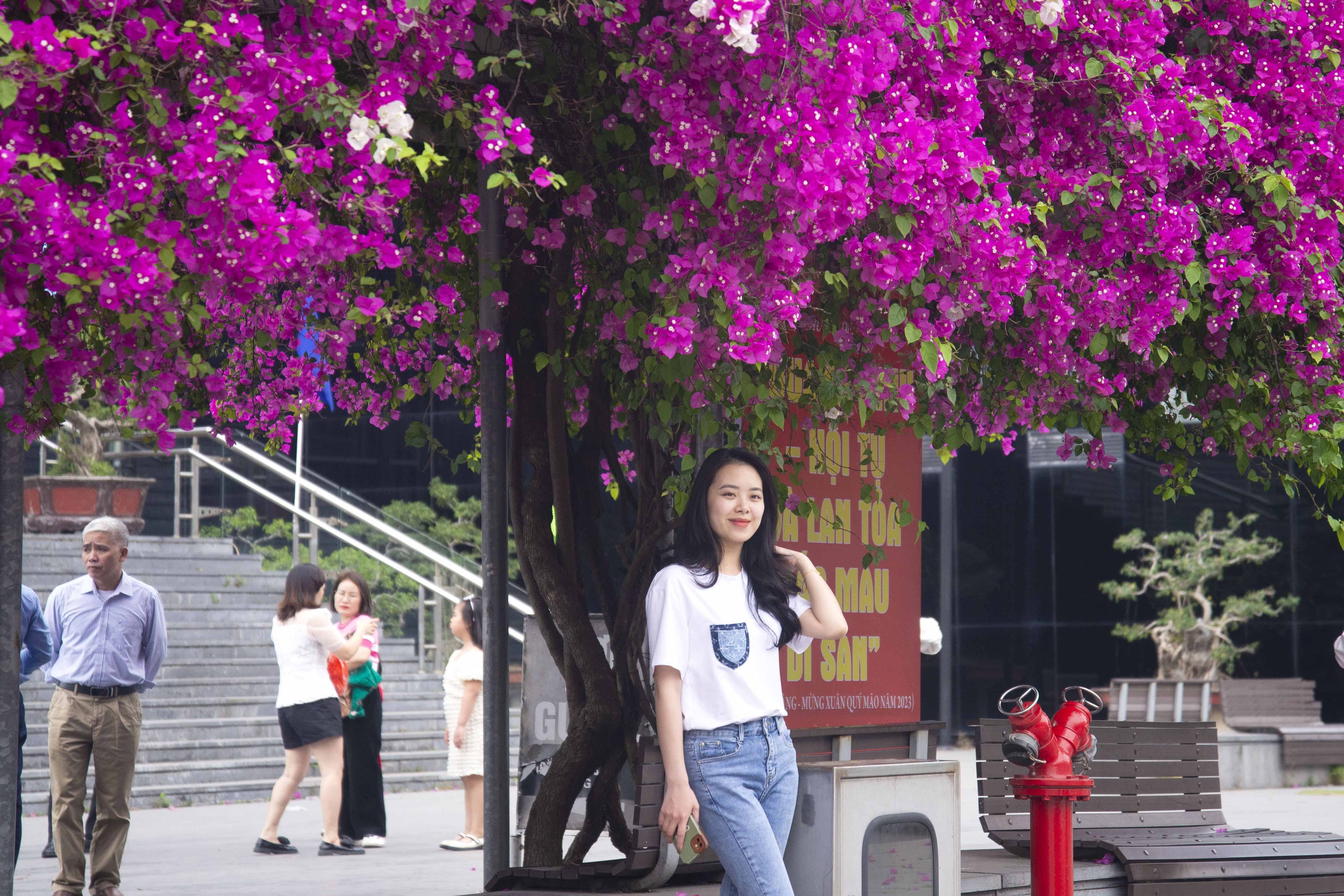 Hàng hoa giấy trăm cây nở rộ tuyệt đẹp ở Hạ Long, du khách xếp hàng check-in