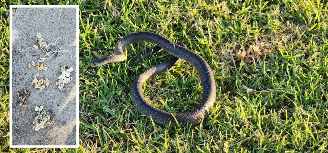 Vô tình phát hiện cả ổ rắn cực độc trong sân nhà