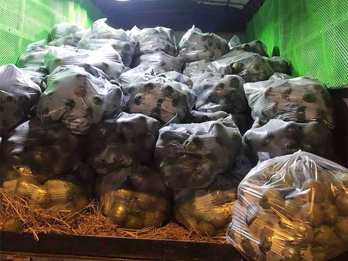 Thiên biến vạn hóa dược liệu giả -0