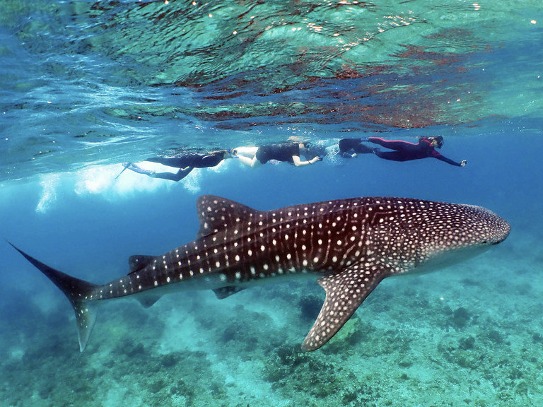 Hai du khách chết đuối khi lặn biển ngắm cá mập ở thiên đường Maldives