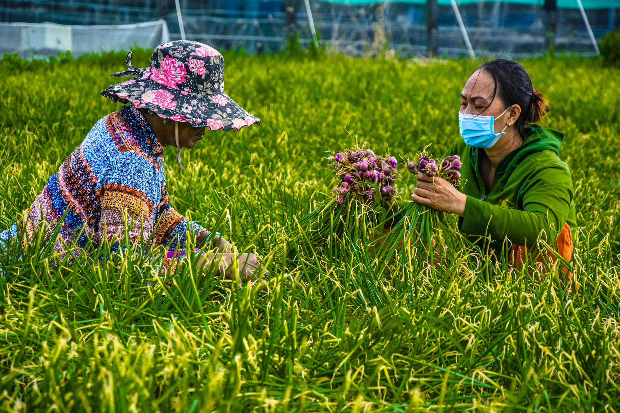 'Ông lớn' bán lẻ Thái Lan mách chiêu giúp người Việt bán hành củ giá cao