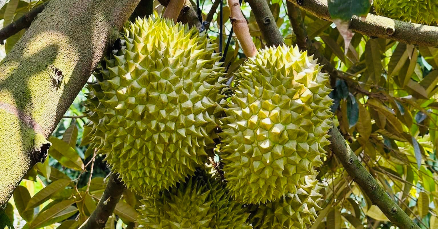 Sau Rae Những con số kỷ lục lịch sử về trái sầu riêng Việt Nam